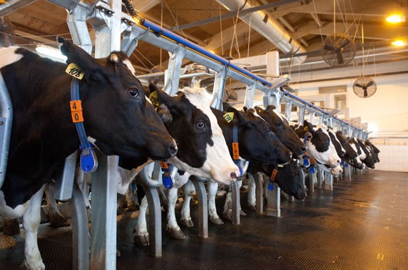Govt Allocates 40 Billion To Cattle Semen Import In Order To Increase 