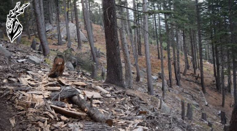 The Battle Against Climate Change: Inside KPK ‘s Fight Against Deforestation and the Timber Mafia